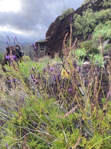 Natur pur Höhleneingang im Frühjahr